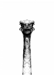 http://Black%20Ostrich%20Poster