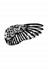 Svart Vinge Poster